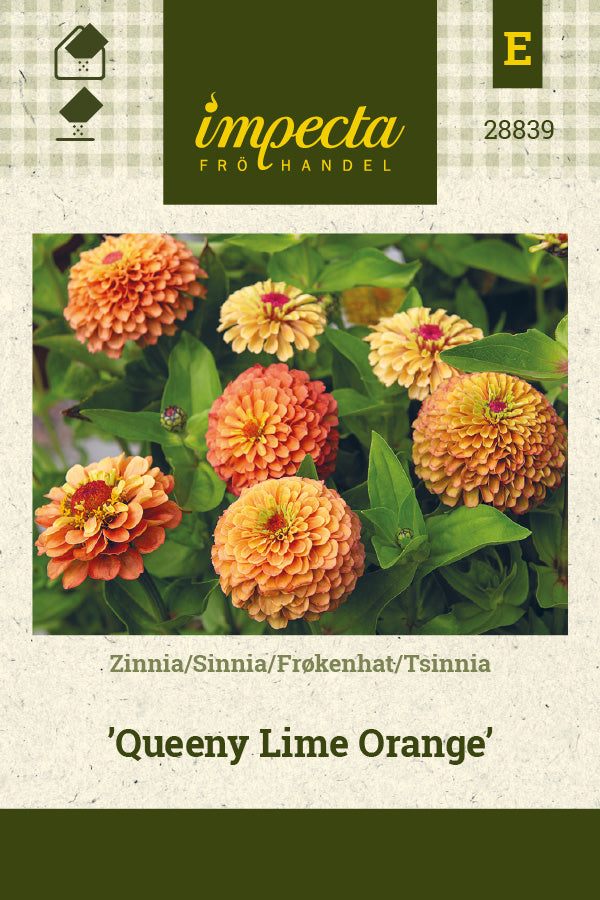 Frø: Frøkenhat 'Queeny Lime Orange'