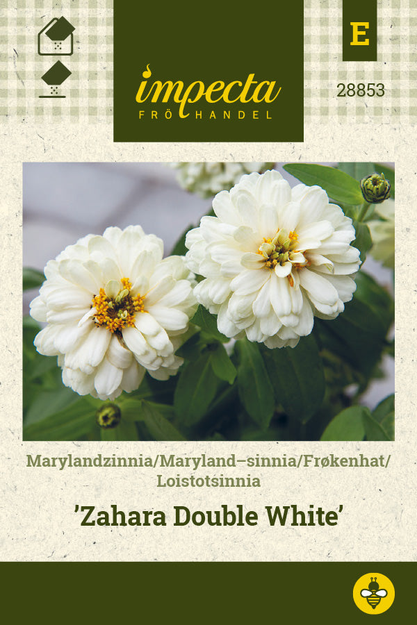 Frø: Frøkenhat 'Zahara Double White'