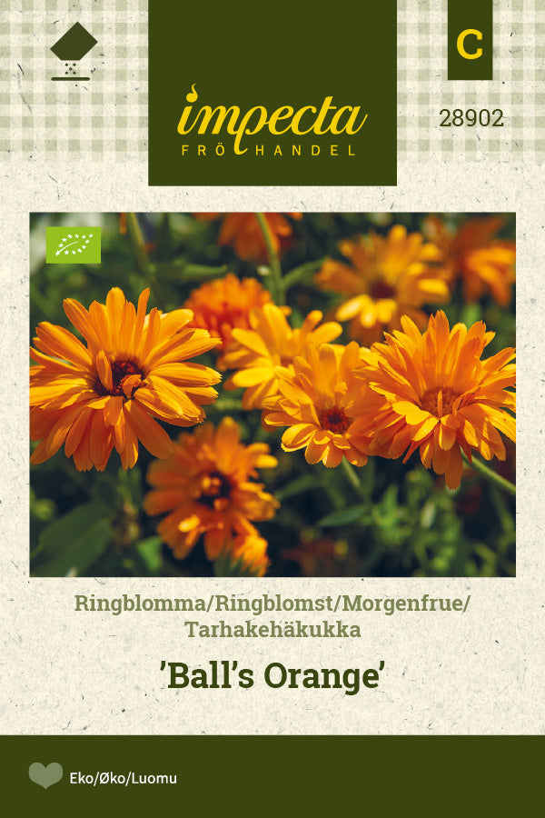Frø: Morgenfrue 'Ball's Orange'