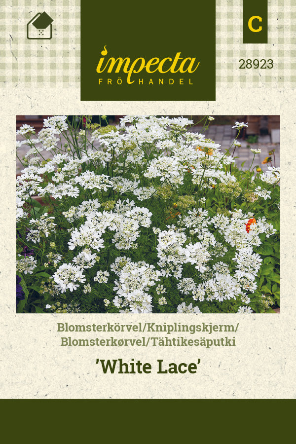 Frø: Blomsterkørvel 'White Lace'