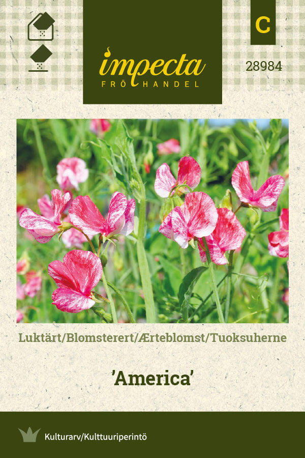 Frø: Ærteblomst 'America'
