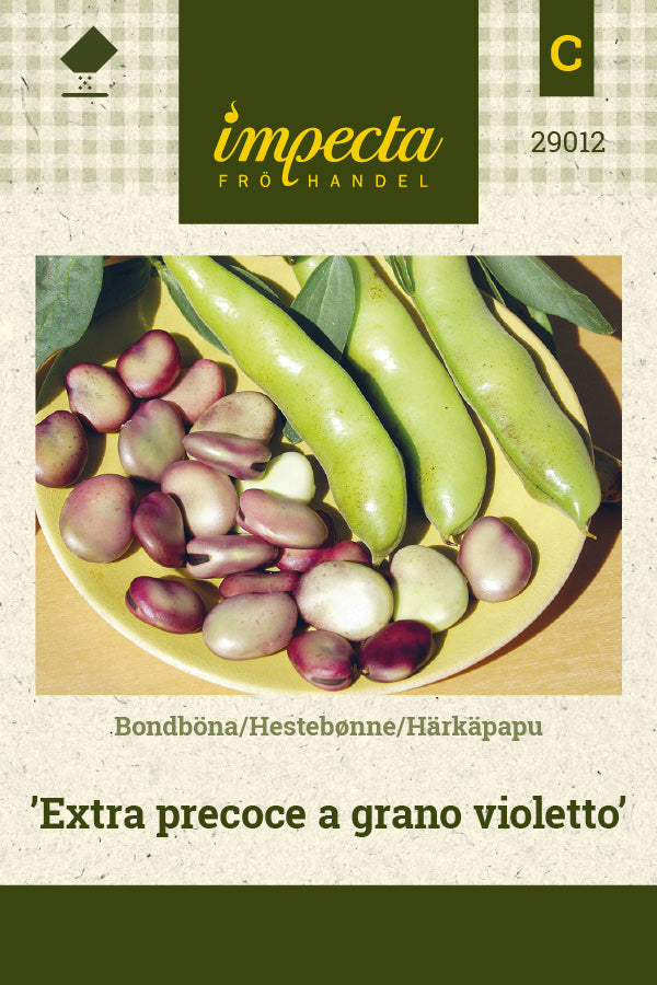 Frø: Hestebønne 'Extra precoce a grano violetto'