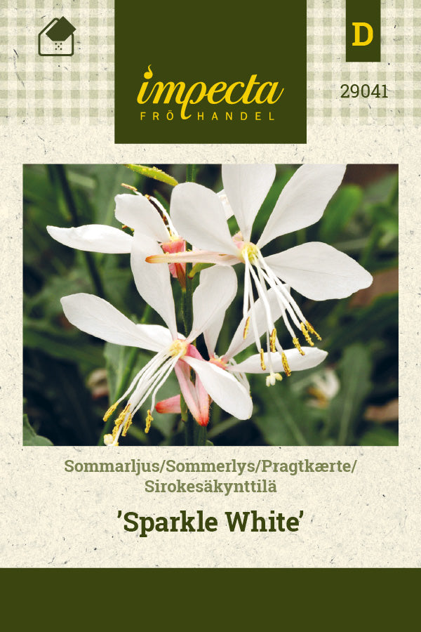 Frø: Pragtkærte 'Sparkle White'