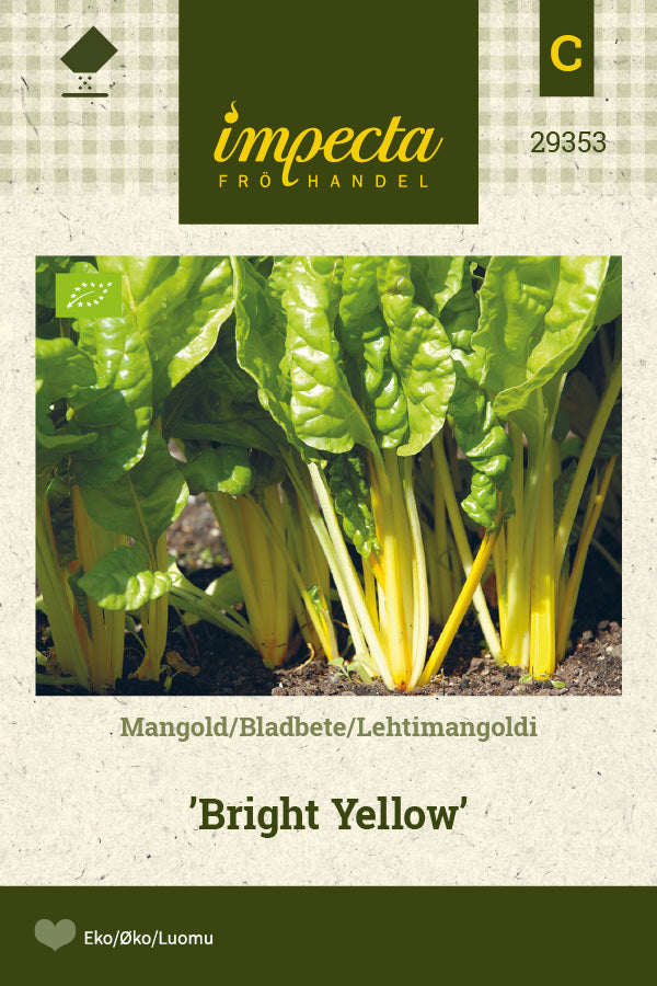 Frø: Mangold 'Bright Yellow'
