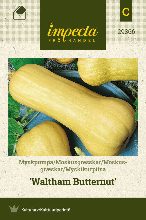 Frø: Moskusgræskar 'Waltham Butternut'