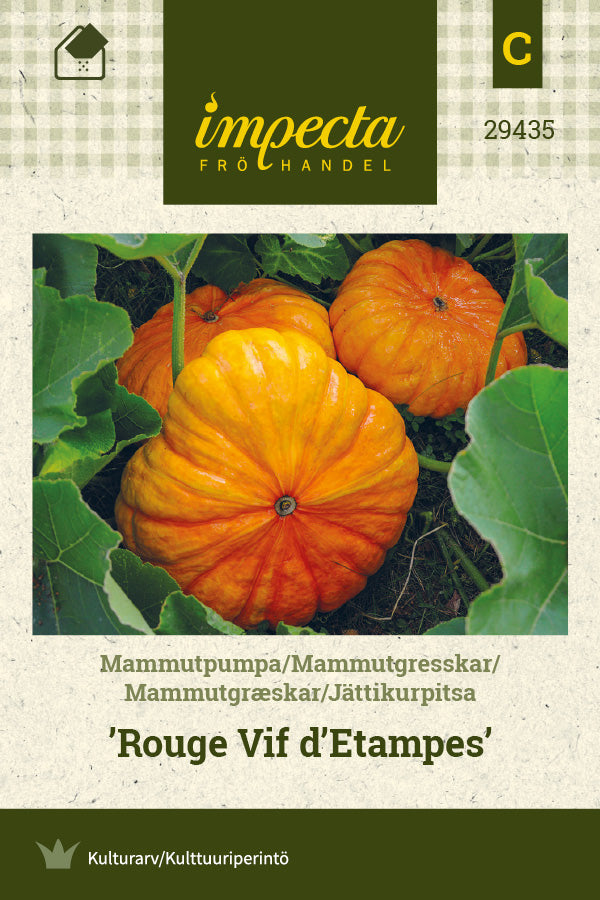 Frø: Mammutgræskar 'Rouge Vif d'Etampes'