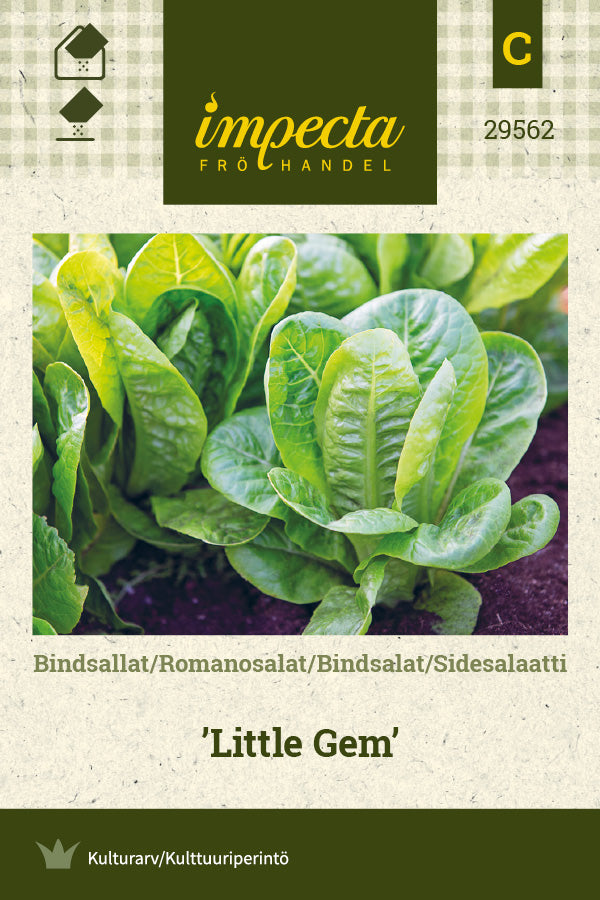 Frø: Bindsalat 'Little Gem'
