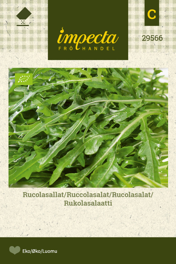 Frø: Rucolasalat