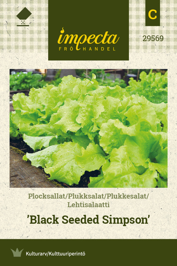 Frø: Plukkesalat 'Black Seeded Simpson'