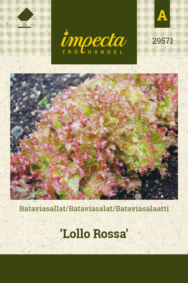 Frø: Bataviasalat 'Lollo Rossa'