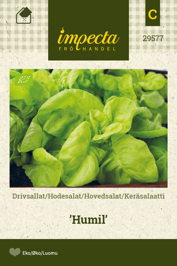 Frø: Salat 'Humil'
