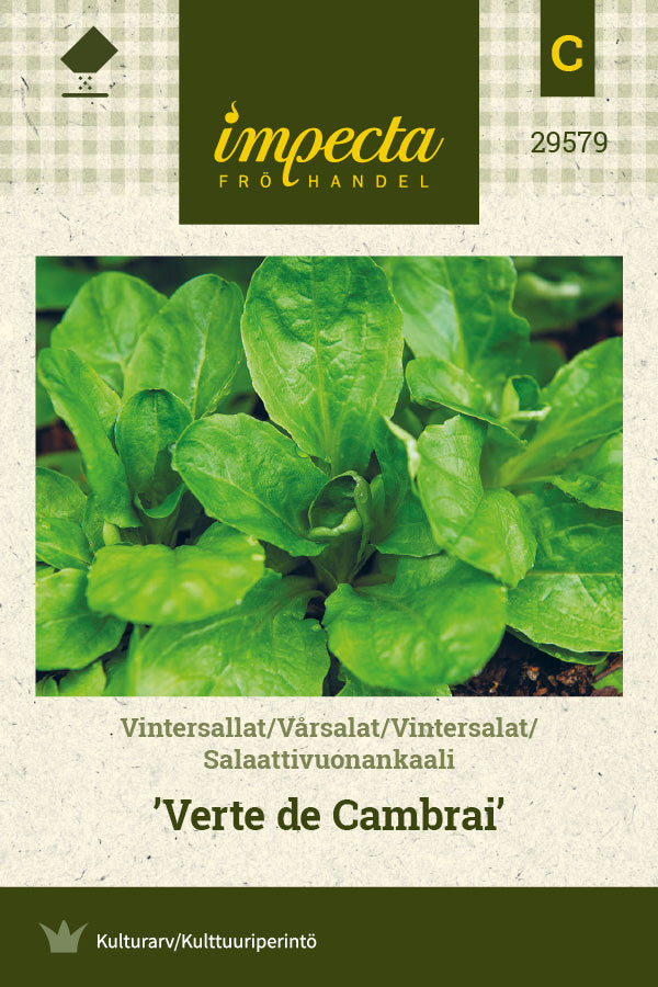 Frø: Vintersalat 'Verte de Cambrai'