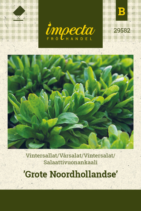 Frø: Vintersalat 'Grote Noordhollandse'