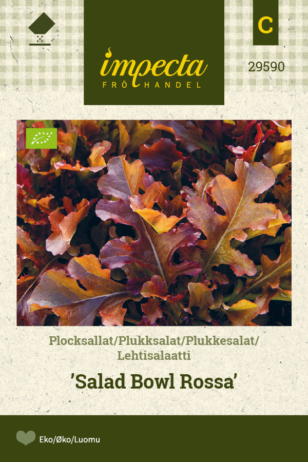 Frø: Pluksalat 'Salad Bowl Rossa'