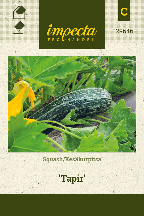 Frø: Squash 'Tapir'