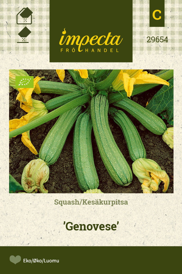 Frø: Squash 'Genovese'