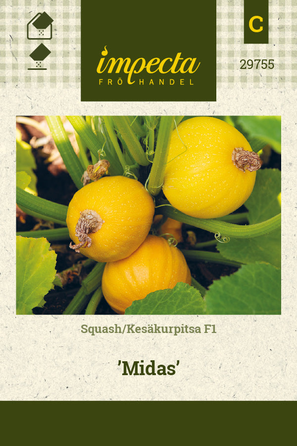 Frø: Squash F1 'Midas'