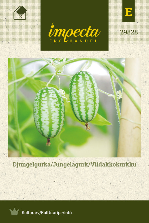 Frø: Jungleagurk