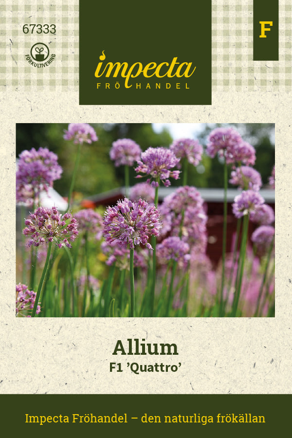 Frø: Prydløg Allium F1 'Quattro'