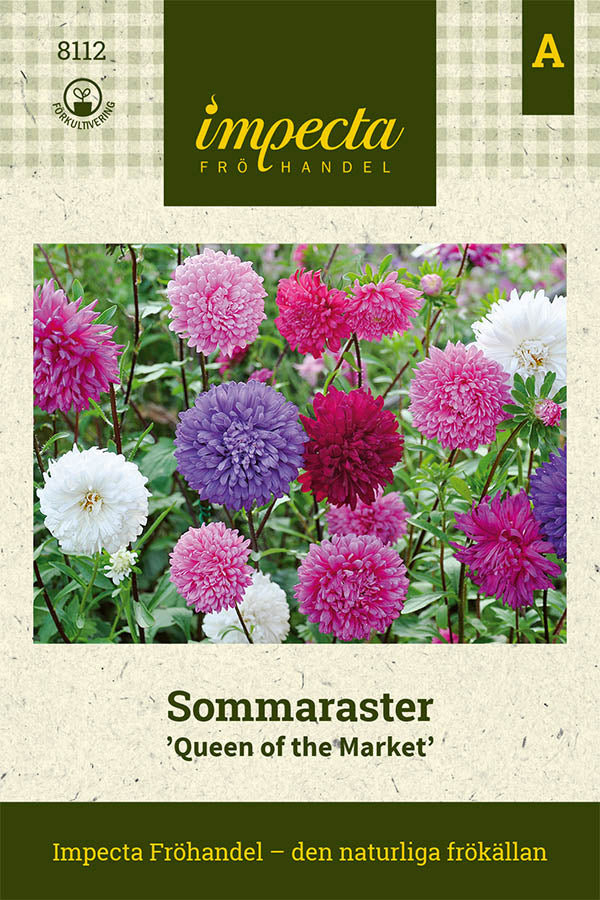 Frø: Sommerasters 'Queen Of The Market'
