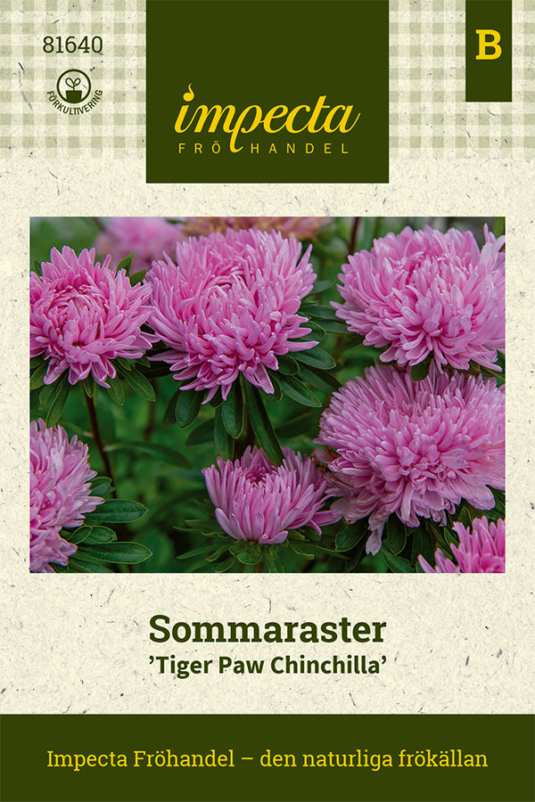 Frø: Sommerasters 'Tiger Paw Chinchilla'