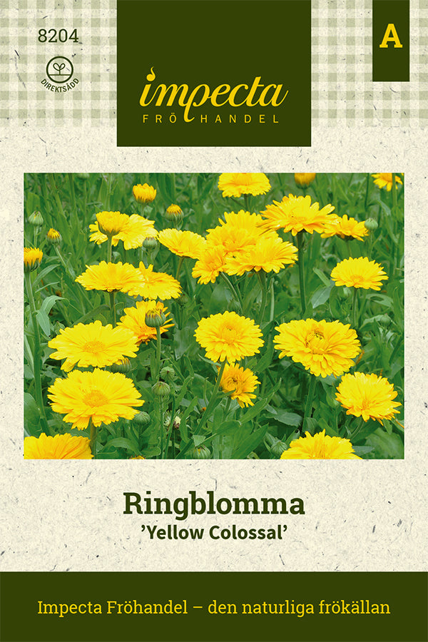 Frø: Morgenfrue 'Yellow Colossal'