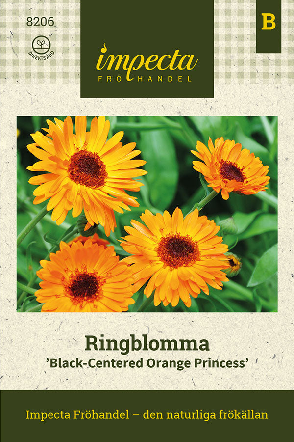 Frø: Morgenfrue 'Black-Centered Orange Princess'