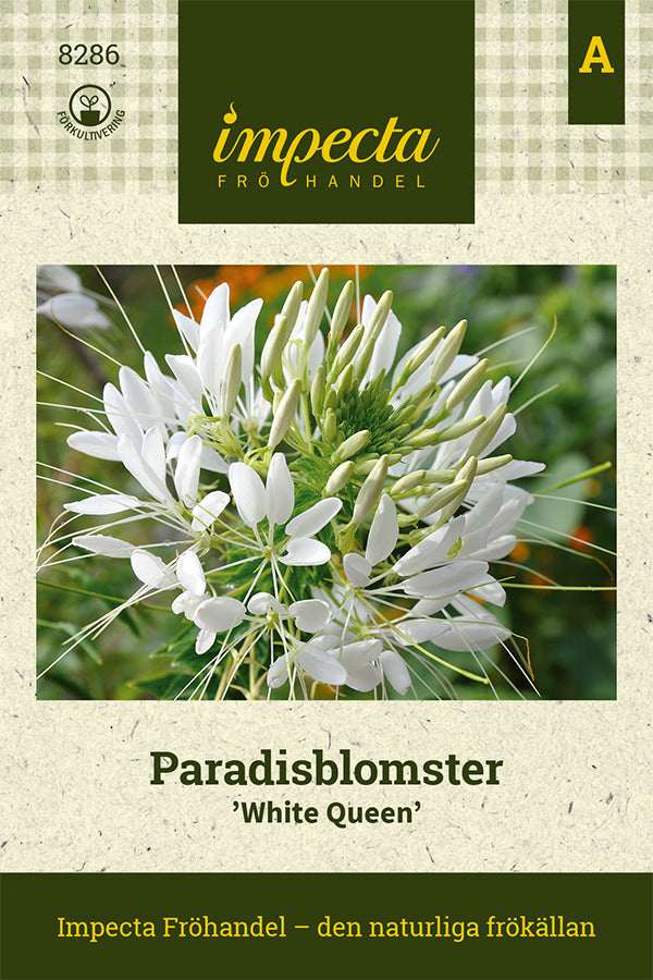 Frø: Edderkopplante 'White Queen'