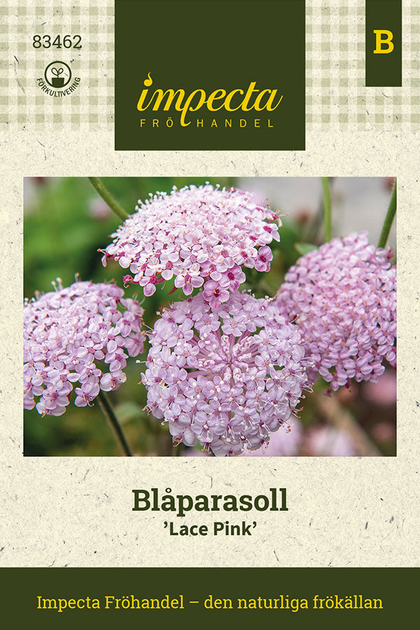 Frø: Blå kniplingsblomst 'Lace Pink'