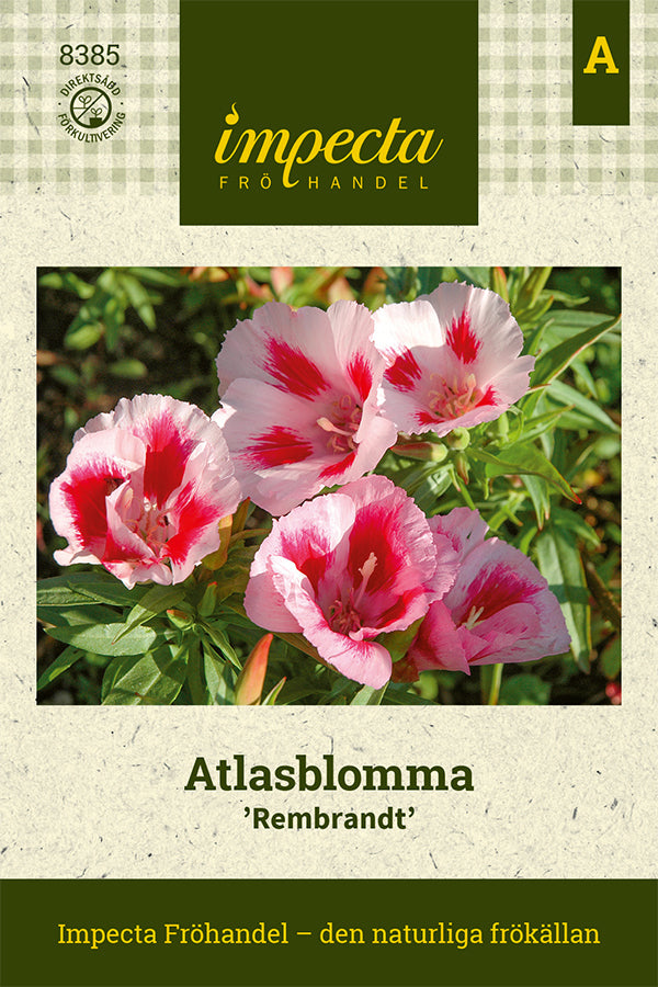 Frø: Atlaskblomst 'Rembrandt'