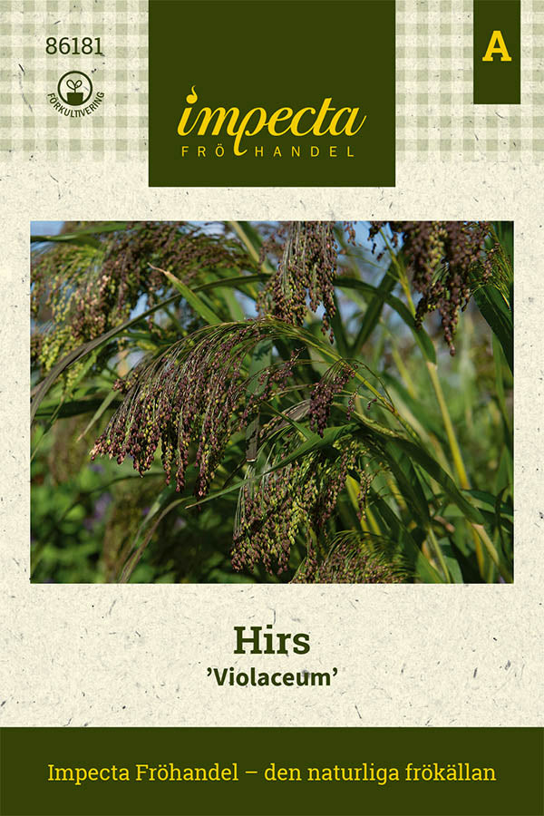 Frø: Hirse 'Violaceum'