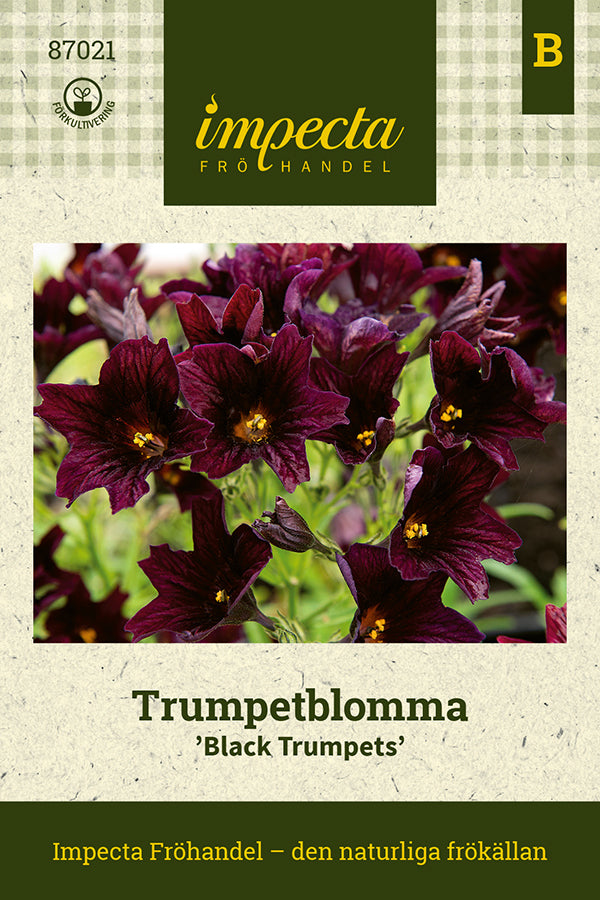 Frø: Trompetblomst 'Black Trumpets'