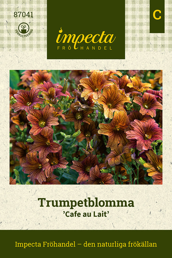 Frø: Trompetblomst 'Cafe au Lait'