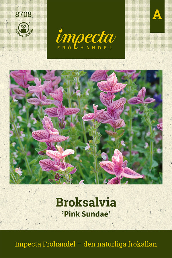Frø: Dusksalvie 'Pink Sundae'