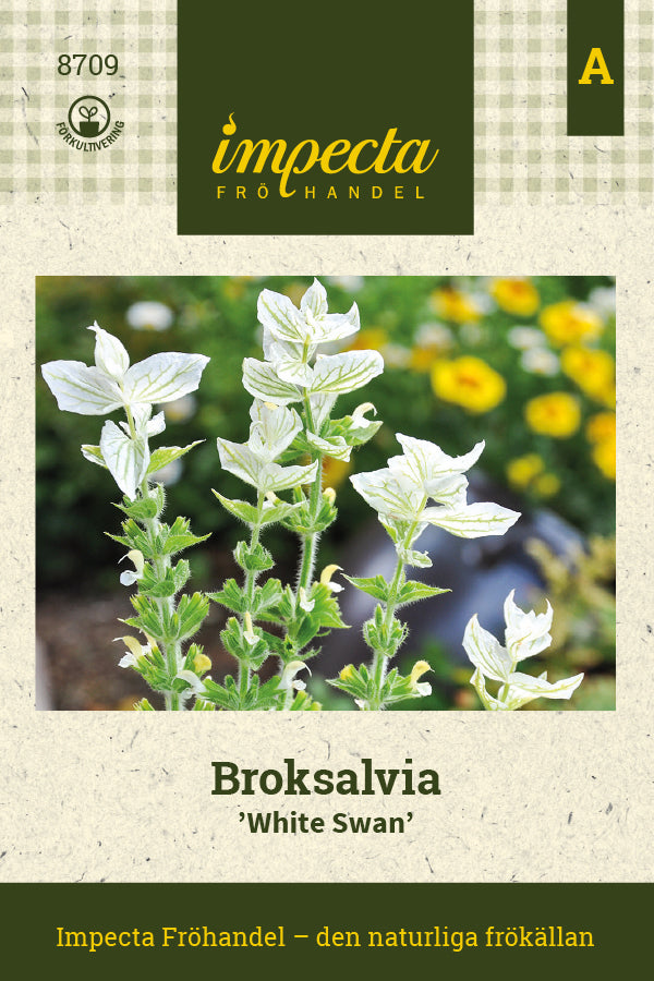 Frø: Dusksalvie 'White Swan'