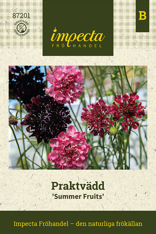 Frø: Enkeblomst 'Summer Fruits'