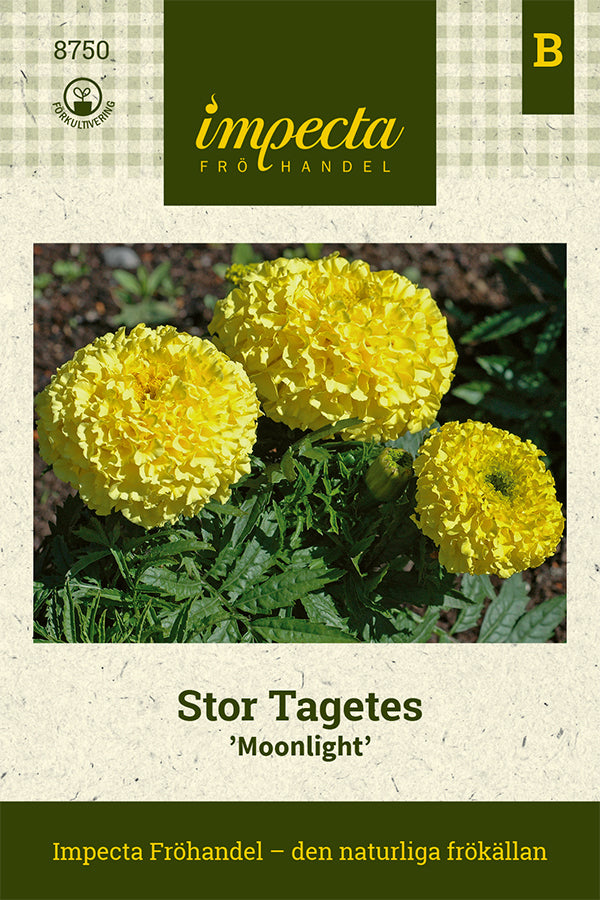 Frø: Stor Tagetes 'Moonlight'