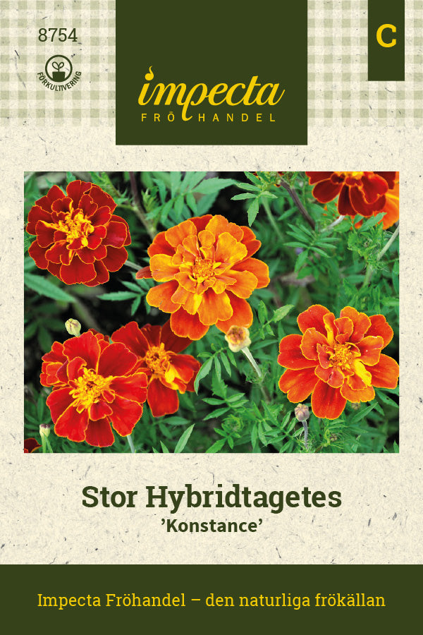 Frø: Stor hybridfløjlsblomst 'Konstance'