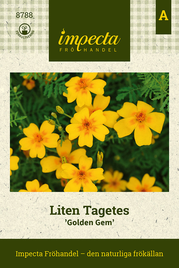Frø: Little fløjlsblomst 'Golden Gem'