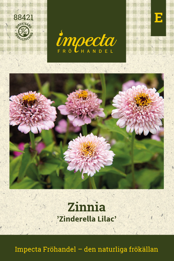 Frø: Frøkenhat 'Zinderella Lilac'