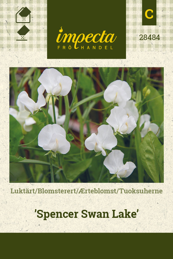 Frø: Ærteblomst 'Spencer Swan Lake'