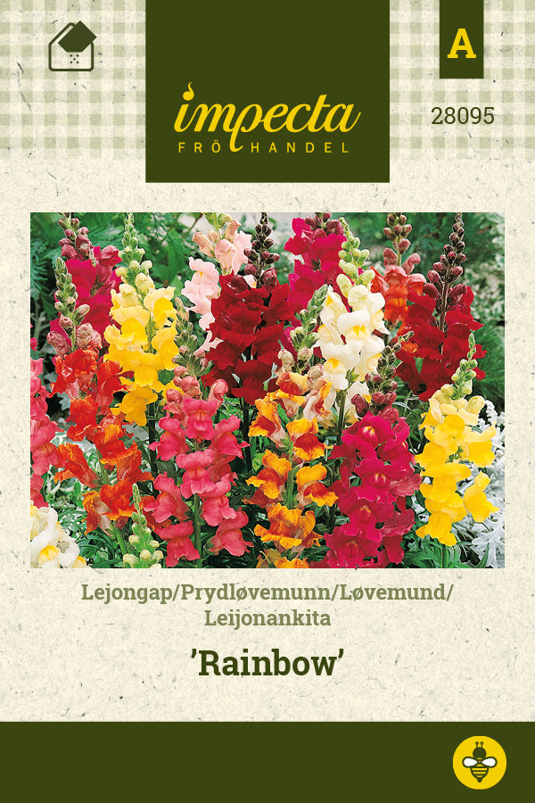 Frø: Løvemund 'Rainbow'