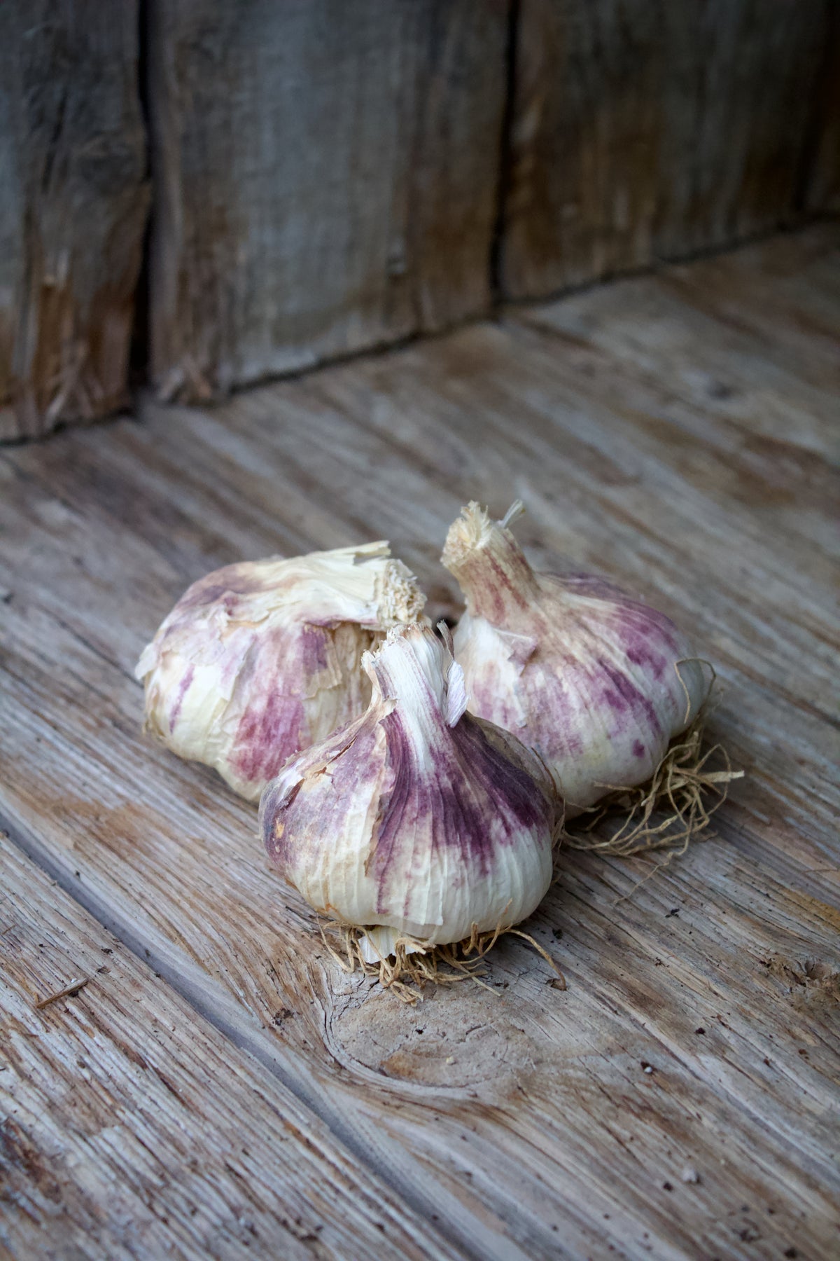 Hvidløg 'Germidour'