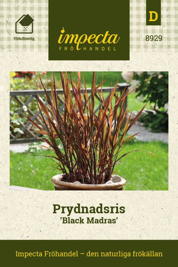 Frø: Prydgræs 'Black Madras'
