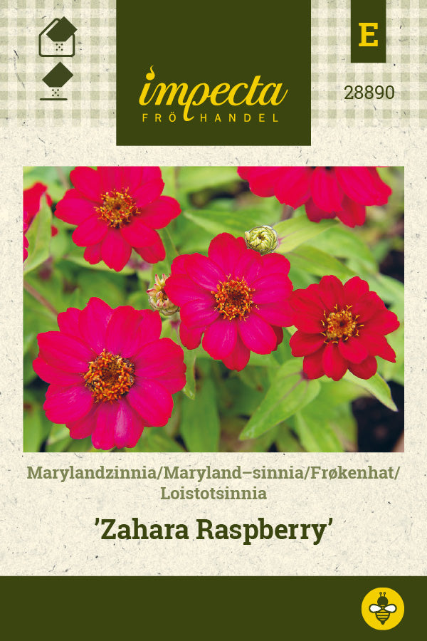 Frø: Frøkenhat 'Zahara Raspberry'