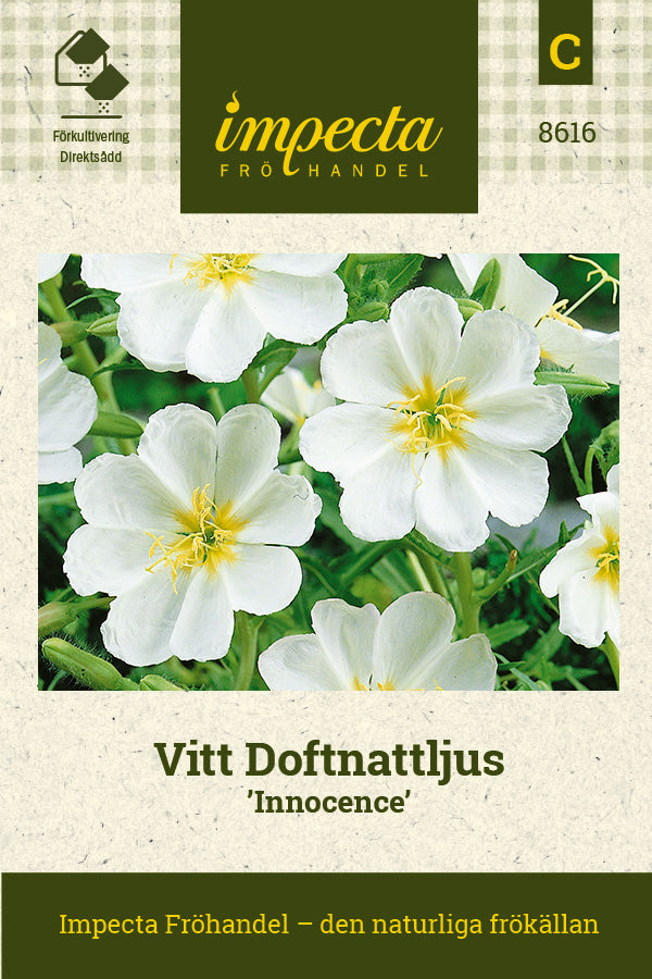 Frø: Hvid duftende natlys 'Innocence'
