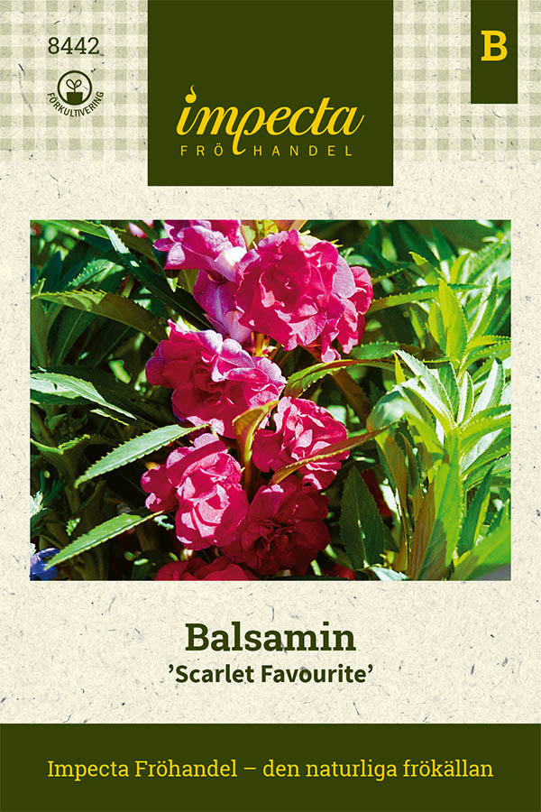 Frø: Balsamin 'Scarlet Favourite'