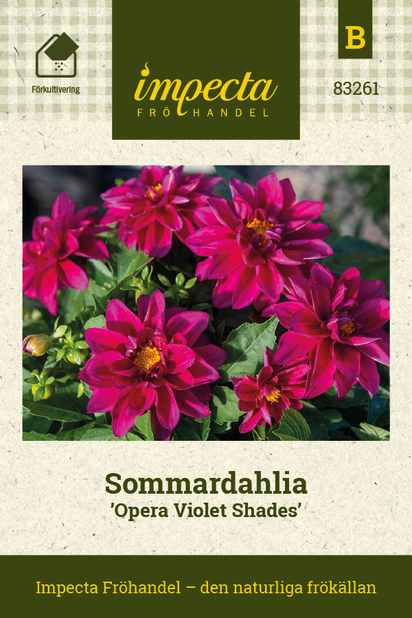 Frø: Dahlia 'Opera Violet Shades'