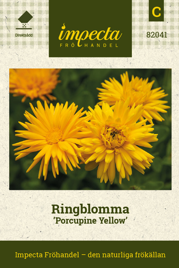 Frø: Morgenfrue 'Porcupine Yellow'