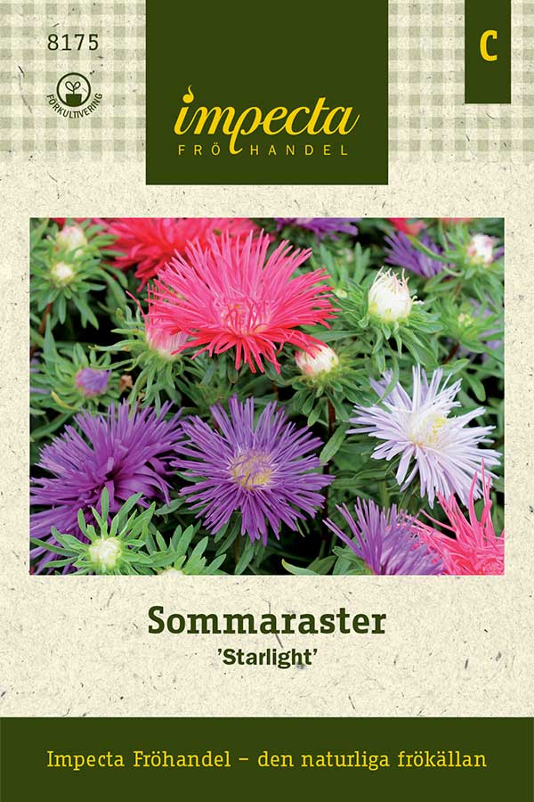 Frø: Sommerasters 'Starlight'